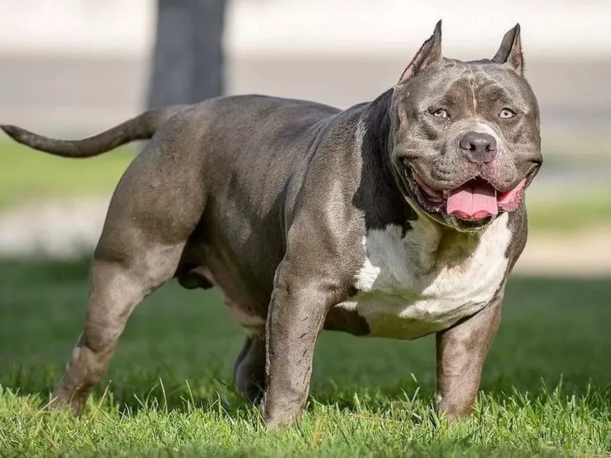 A few 4,000 American bully XL owners have applied for exemption from an upcoming ban - but numerous more dogs could be out there, the UK's chief vet says.