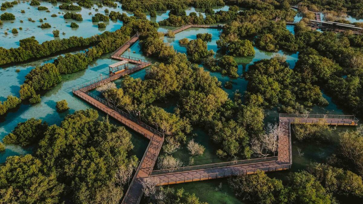 The action is part of the emirate's initiative to grow 100 million mangroves by 2030.