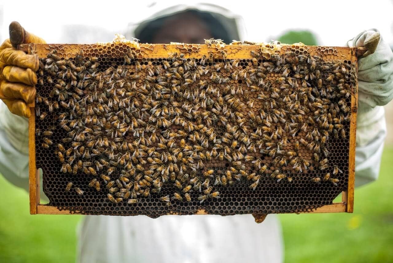 Officials say unlicensed apiaries threaten the atmosphere, economy, and the welfare of UAE's honey-producing workforce.