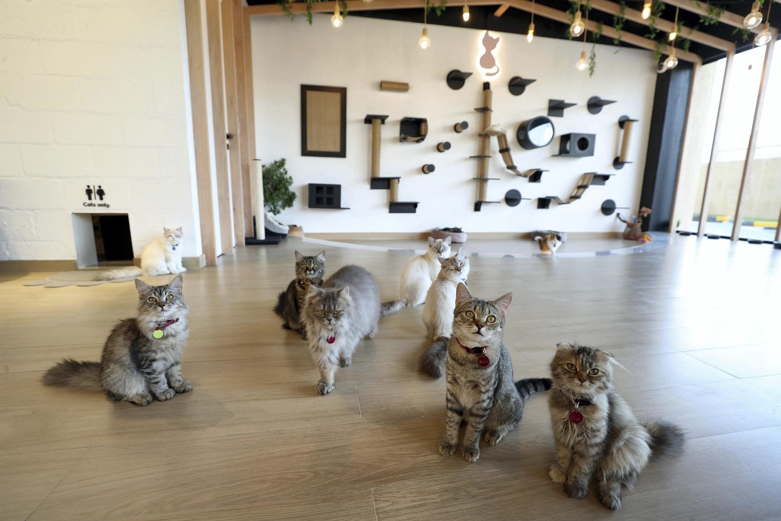 Cat Cafe