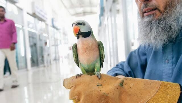 Sharjah Bird