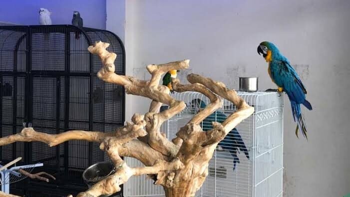 Sharjah Bird