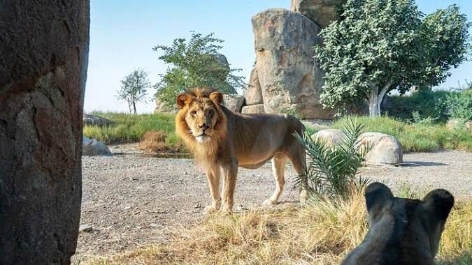 Safari Park