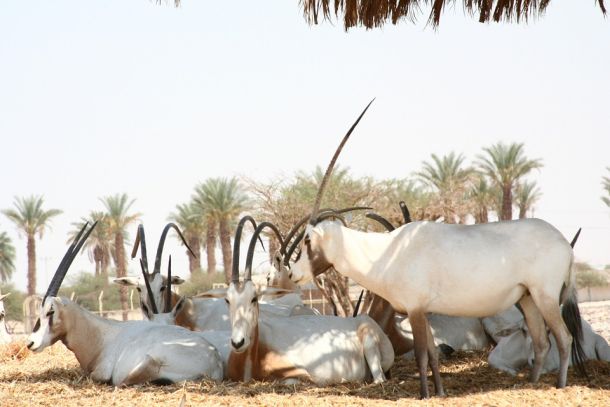 shade mammal arabian wildlife park