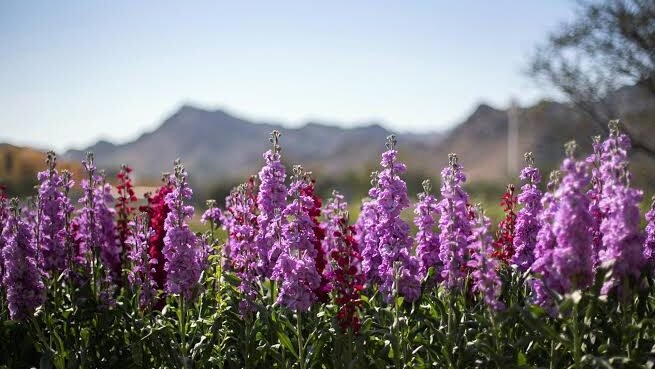 Flower Farms