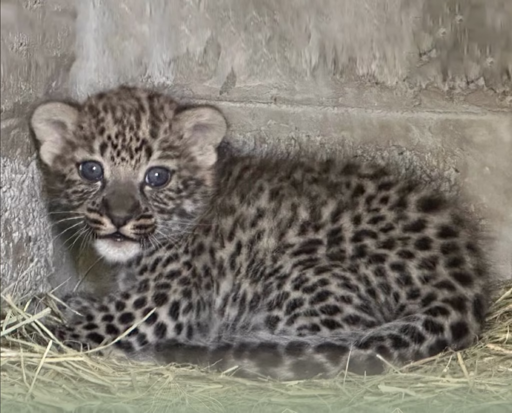 Leopard