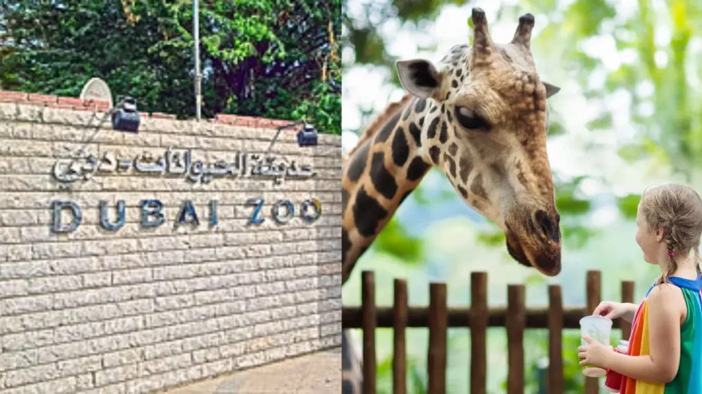 Jumeirah Zoo