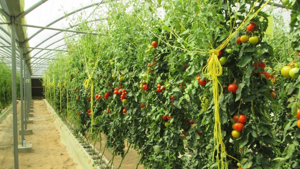 food security