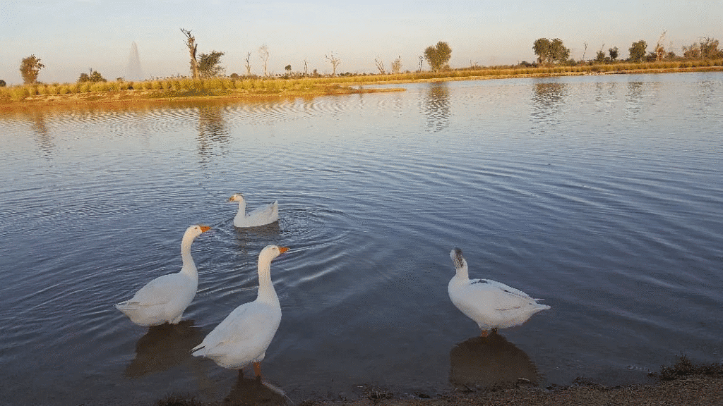 Al Qudra Duck and Swan Lake