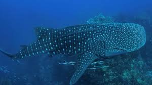 Whale Shark