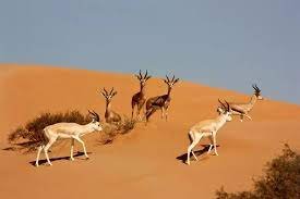 uae