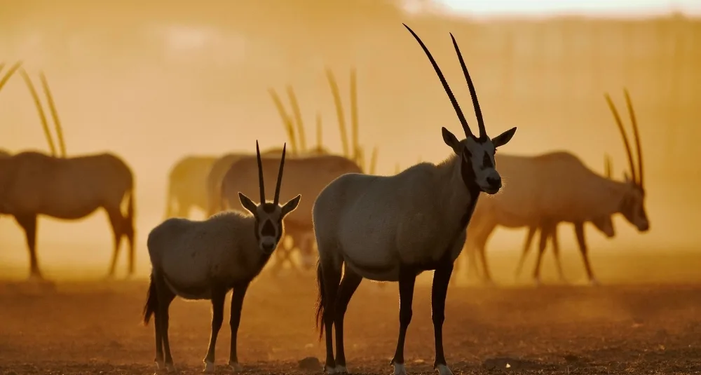 Wildlife