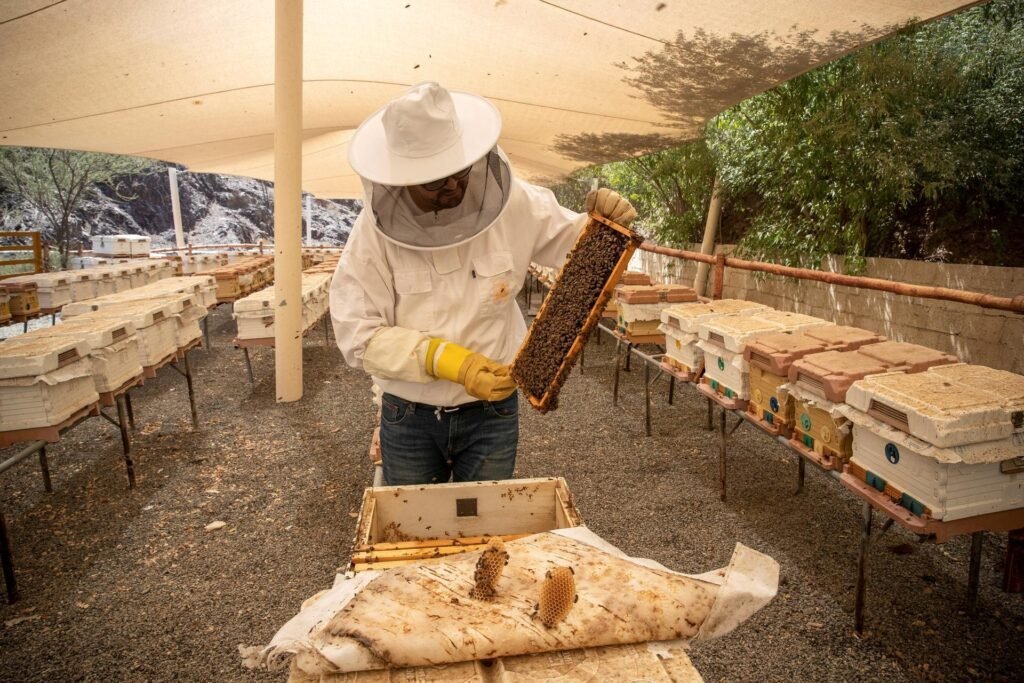 Hatta Honey Farm