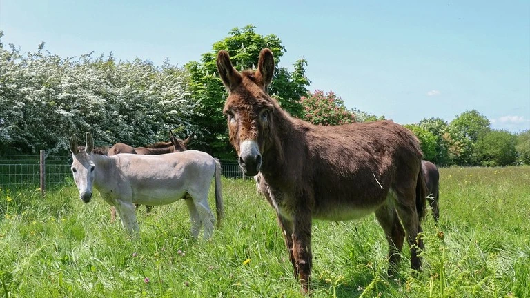 Eco Donkey Sanctuary