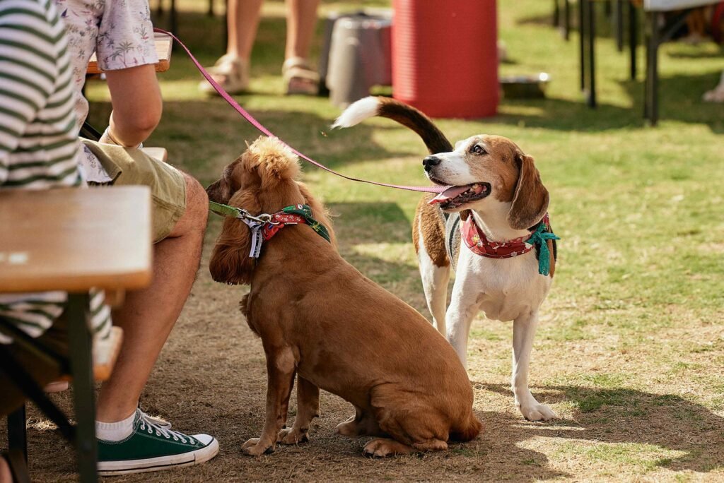 Pet Festival
