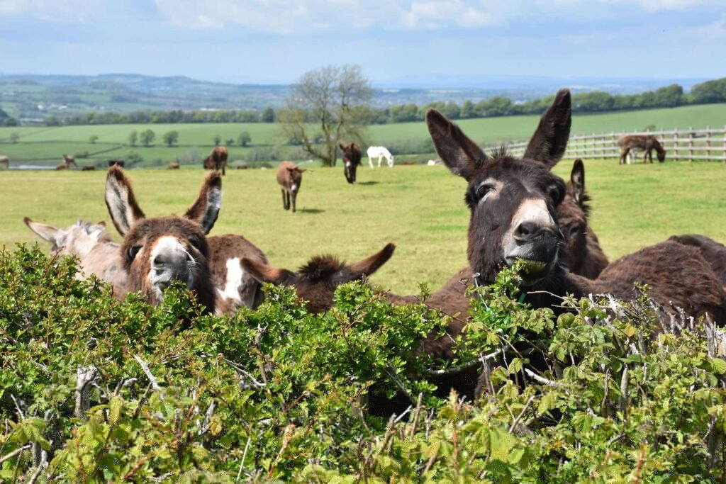 Eco Donkey Sanctuary