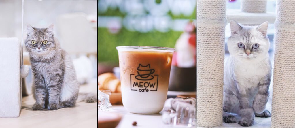 Meow Cafe