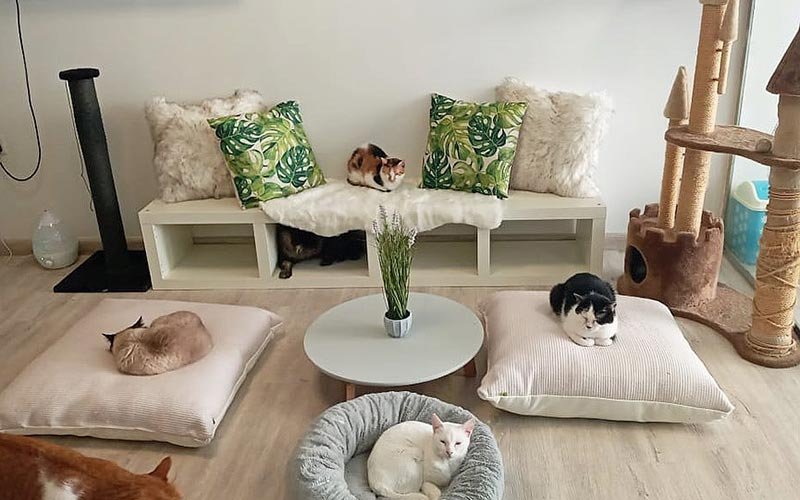 Cat Café