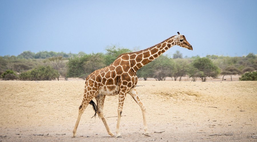 Arabian Wildlife Park
