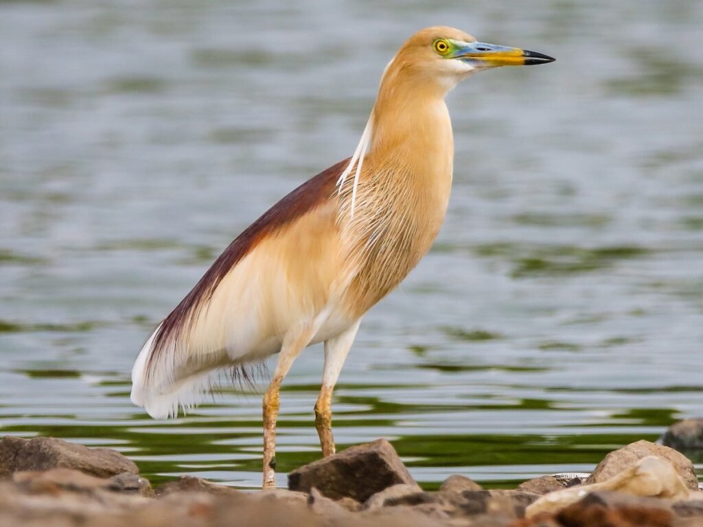Rare Birds