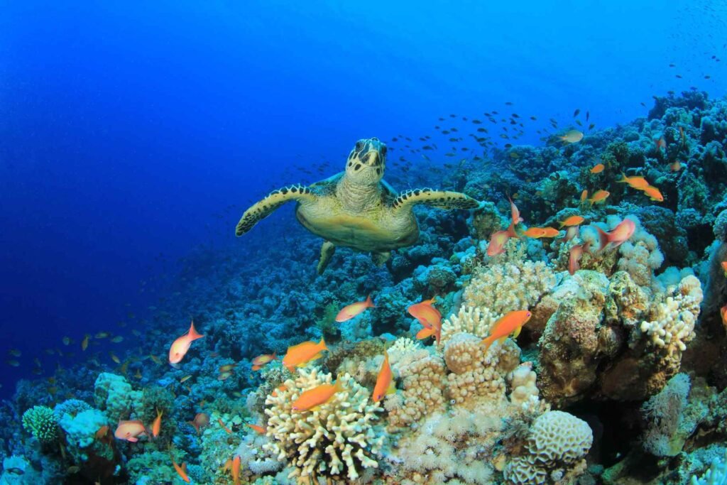 Abu Dhabi Coral Garden