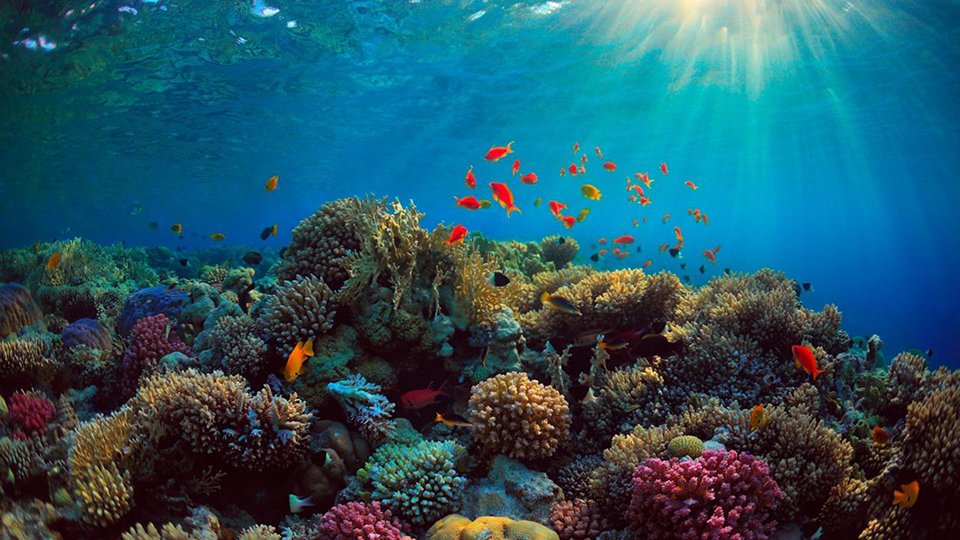 Abu Dhabi Coral Garden