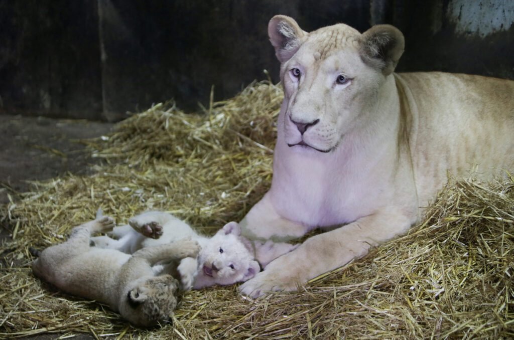 Al Ain Zoo