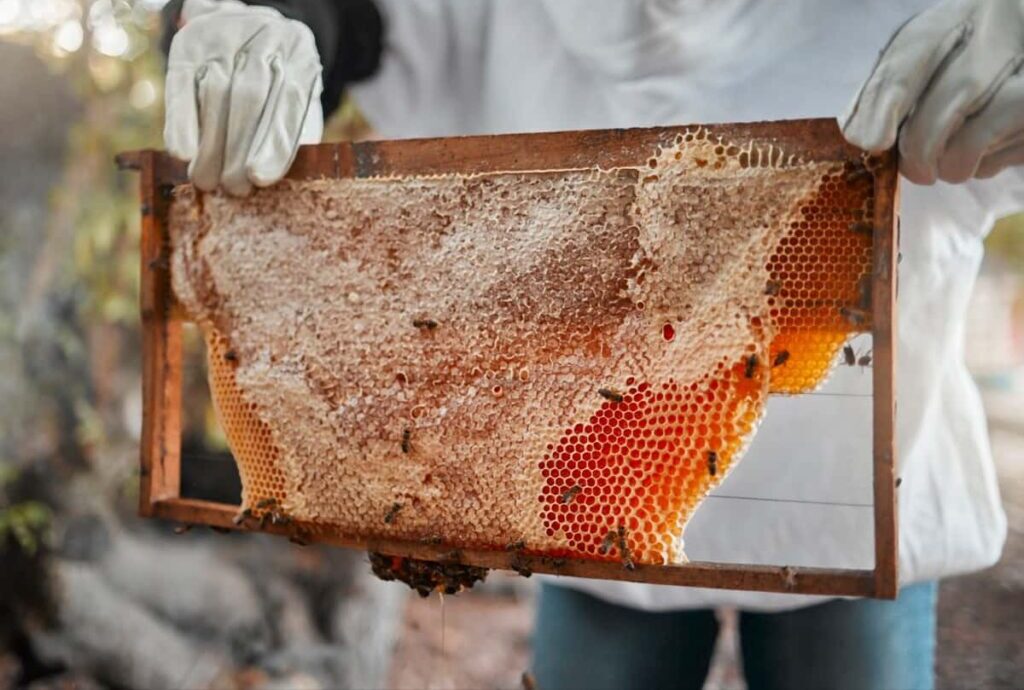 Beekeeping