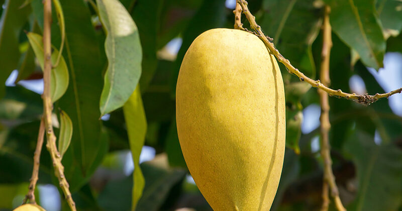 Alphonso Mango
