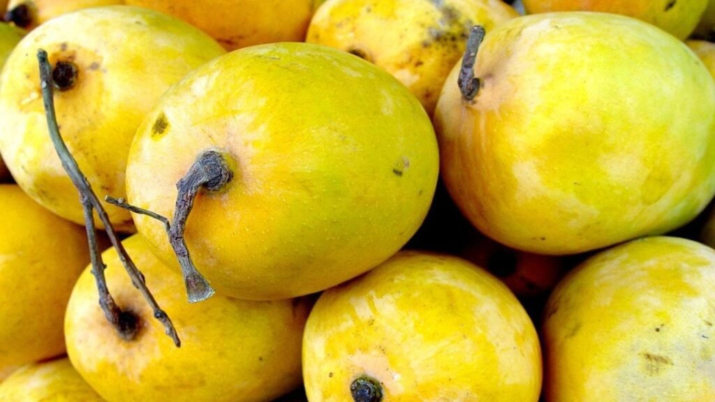  Indian Mango 