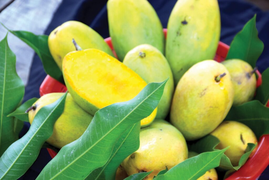 Alphonso Mango