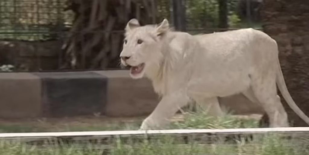 Al Ain Zoo