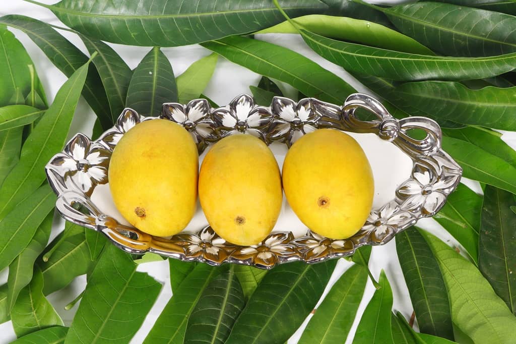 Alphonso Mango