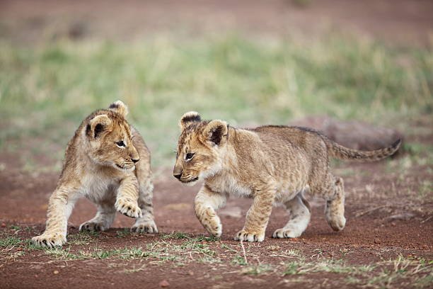 Al Ain Zoo