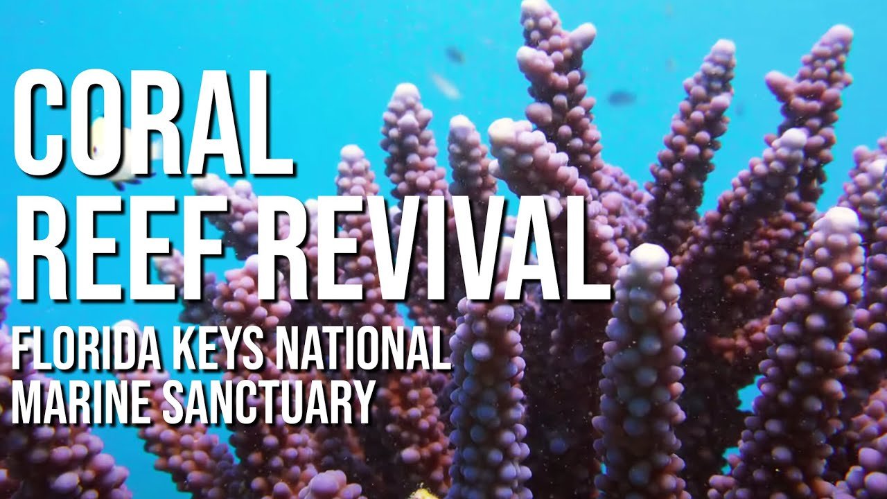 Coral Revival
