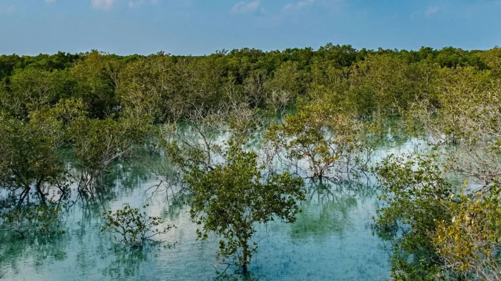 Jubail Mangrove Park