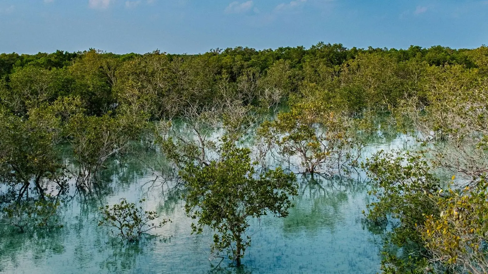 Jubail Mangrove Park