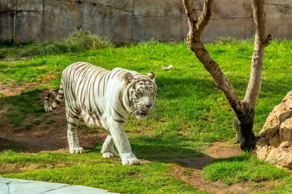 carbon-neutral safari park
