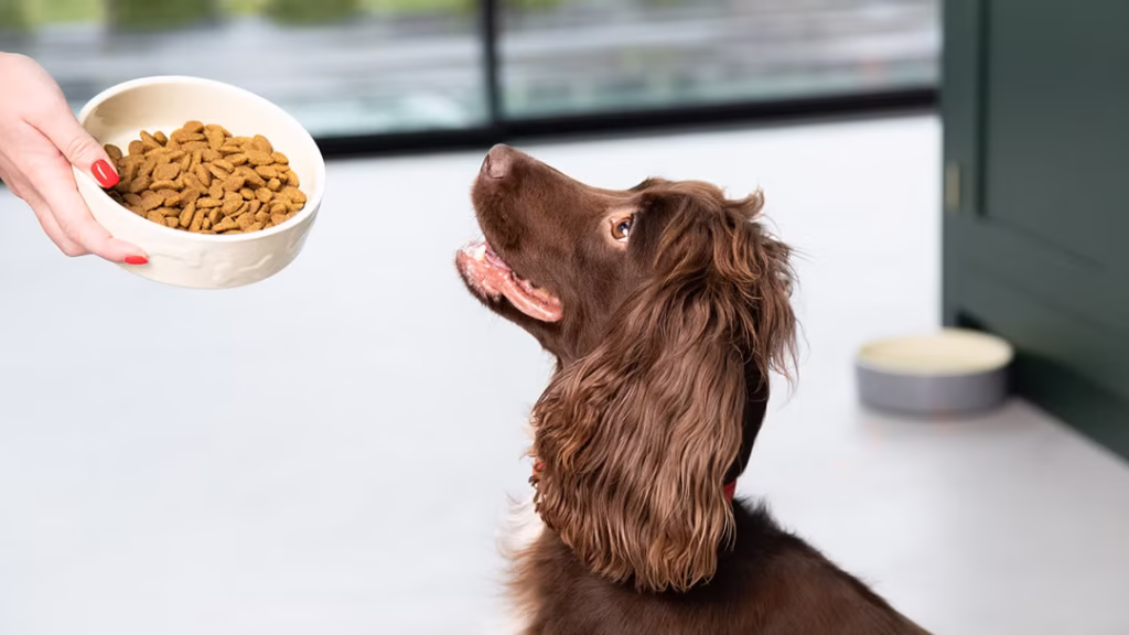 Best Dog Food