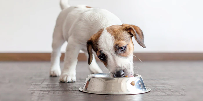 Best Dog Food