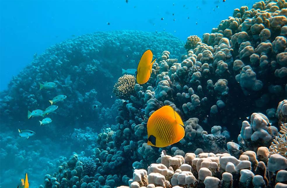 Dubai Reef Project