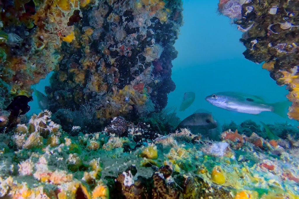 Dubai Reef Project