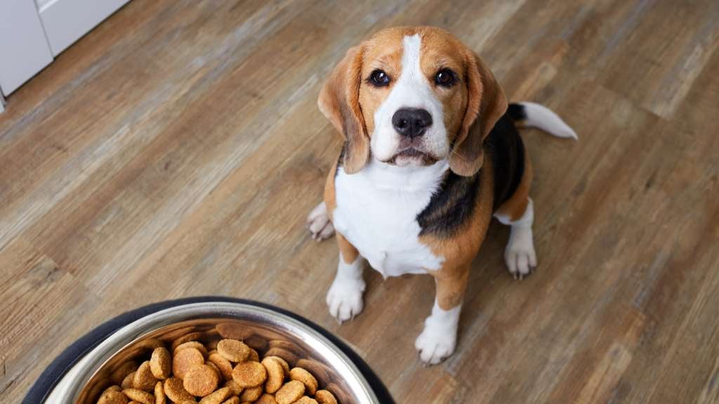 Best Dog Food