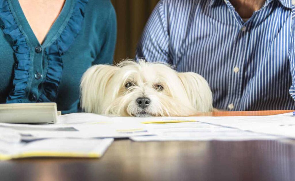 UAE pet insurance