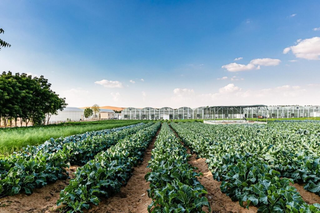 Abu Dhabi Organic Farms