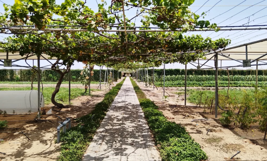 Abu Dhabi Organic Farms