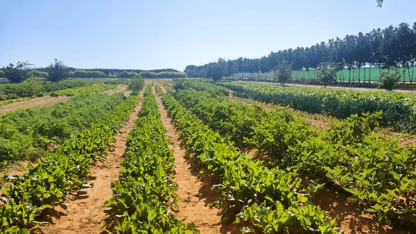 Abu Dhabi Organic Farms