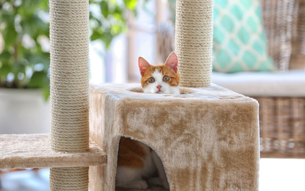Cat Tree Dubai