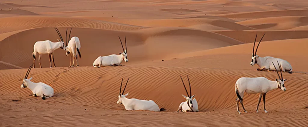 UAE Wildlife Spots