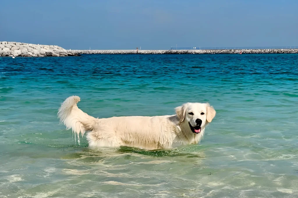 Dog-Friendly Beaches in Dubai